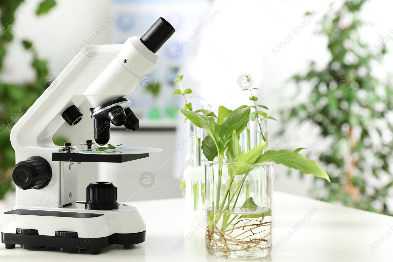 Photo of Beaker with plant and microscope on table in laboratory. Biological chemistry