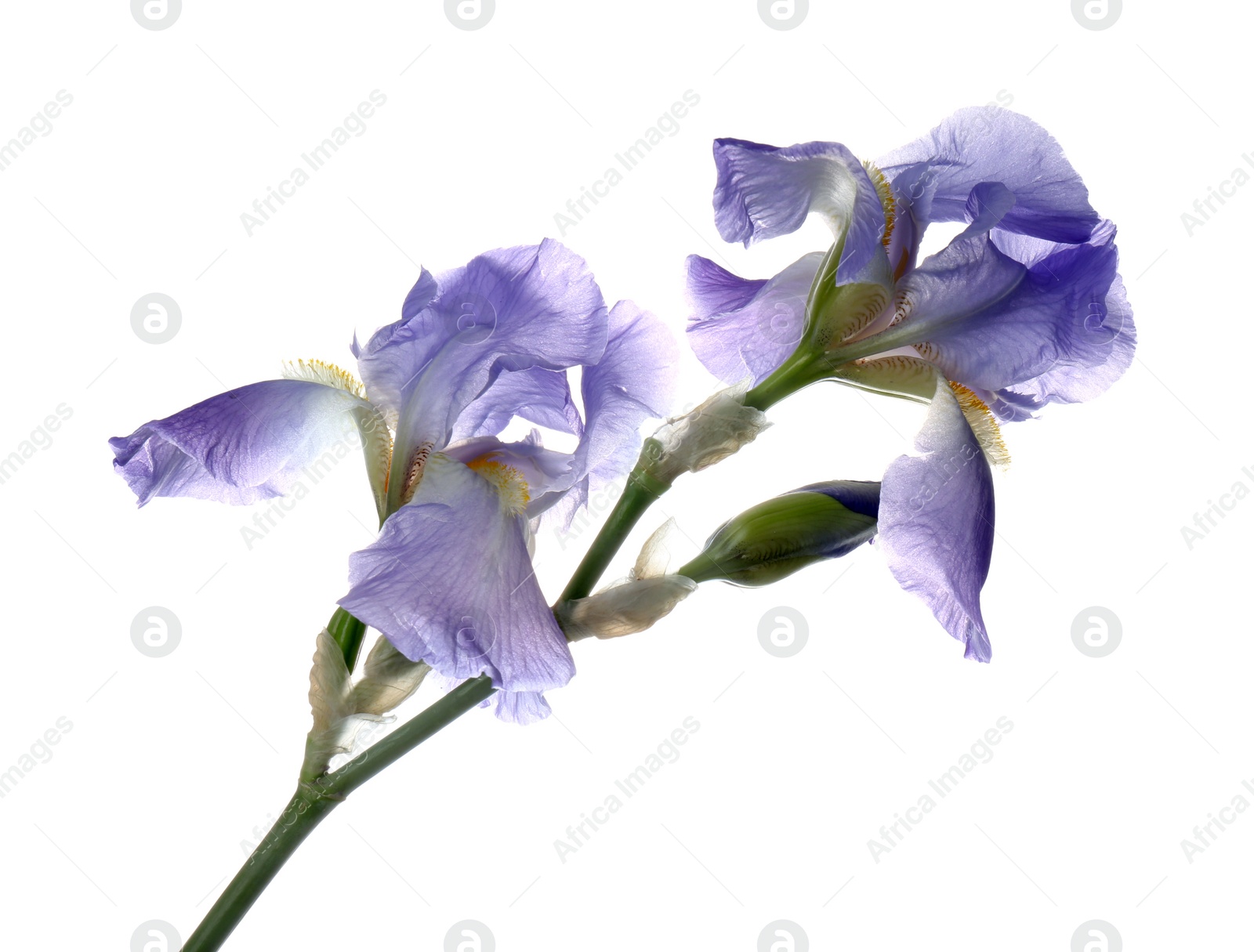 Photo of Beautiful irises isolated on white. Spring flower