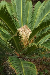 Closeup view of beautiful tropical palm leaves