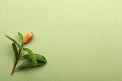 Photo of Pomegranate branch with lush leaves and bud on light green background, top view. Space for text