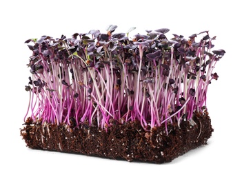 Fresh organic microgreen seeds on white background