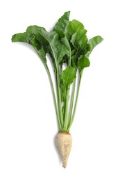 Photo of Sugar beet with leaves on white background