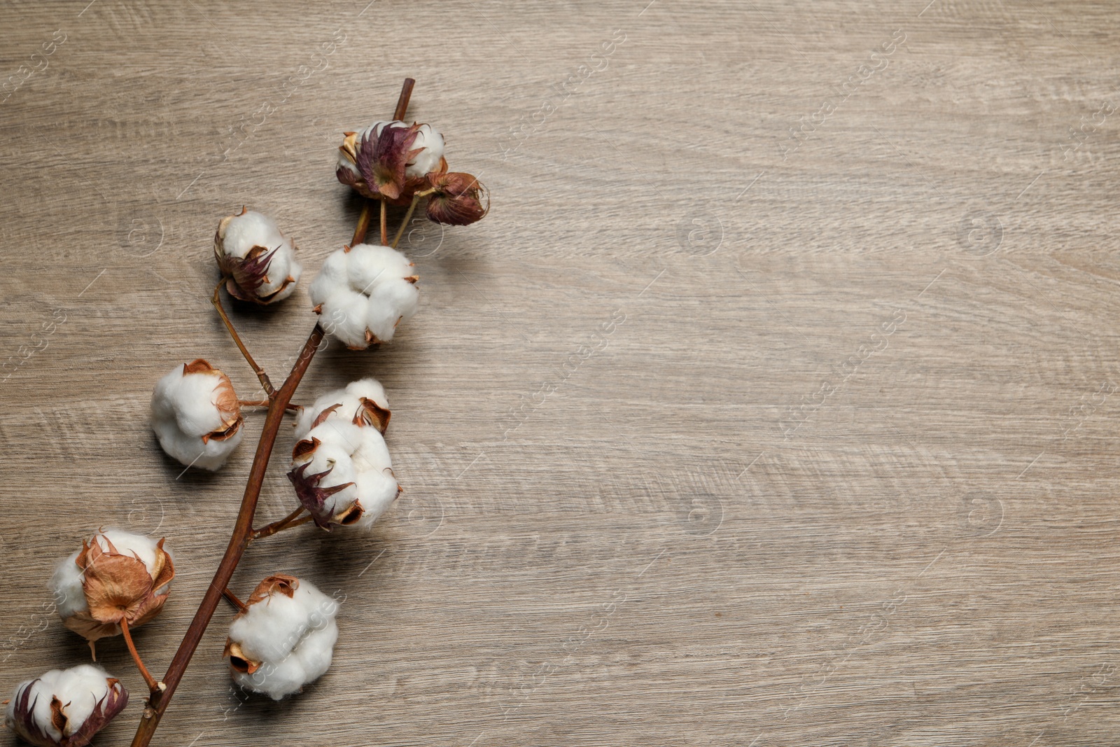 Photo of Dried cotton branch with fluffy flowers on wooden table, top view. Space for text