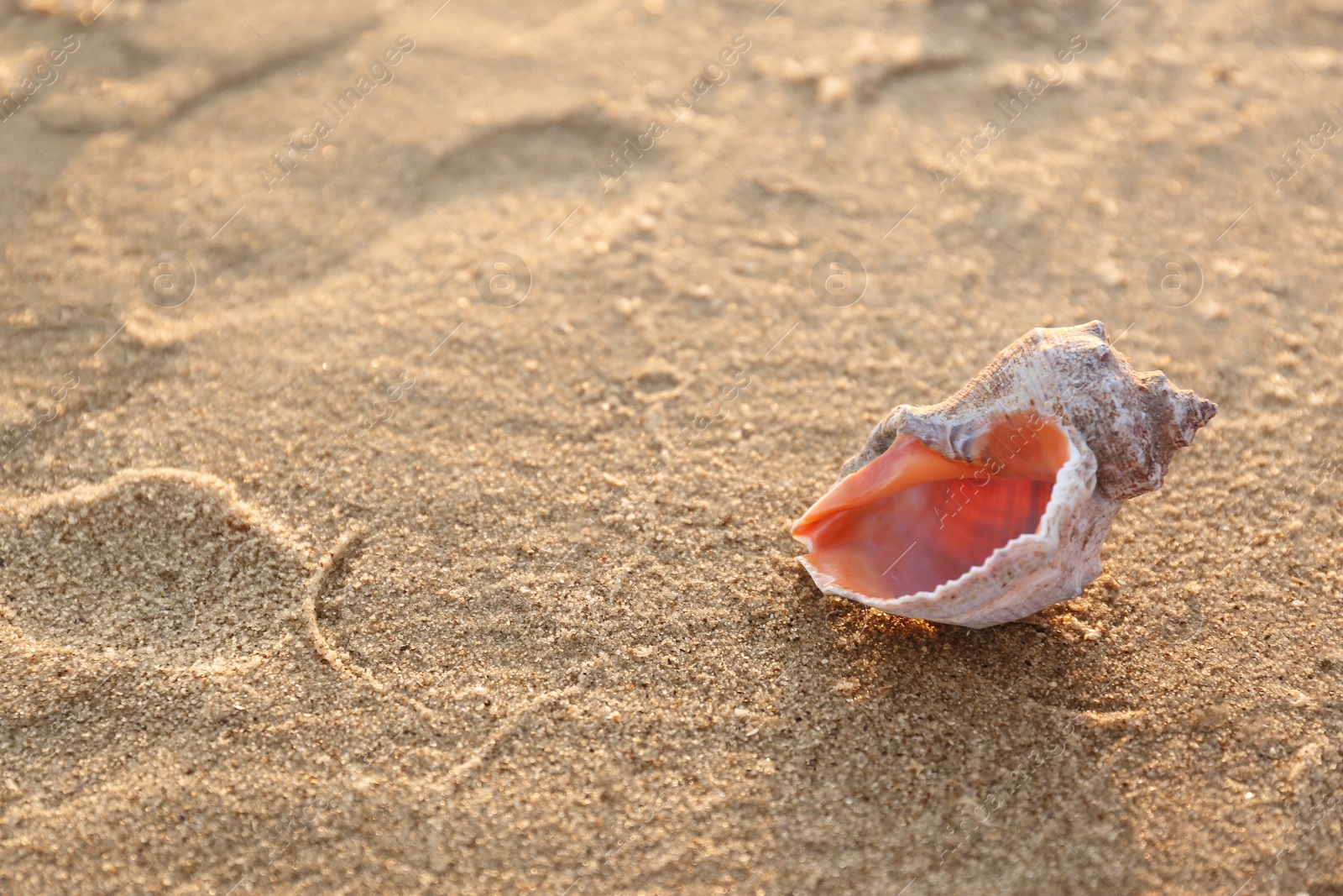 Photo of Sandy beach with beautiful seashell on sunny summer day. Space for text