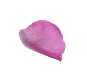 Photo of Pink rose flower petal on white background