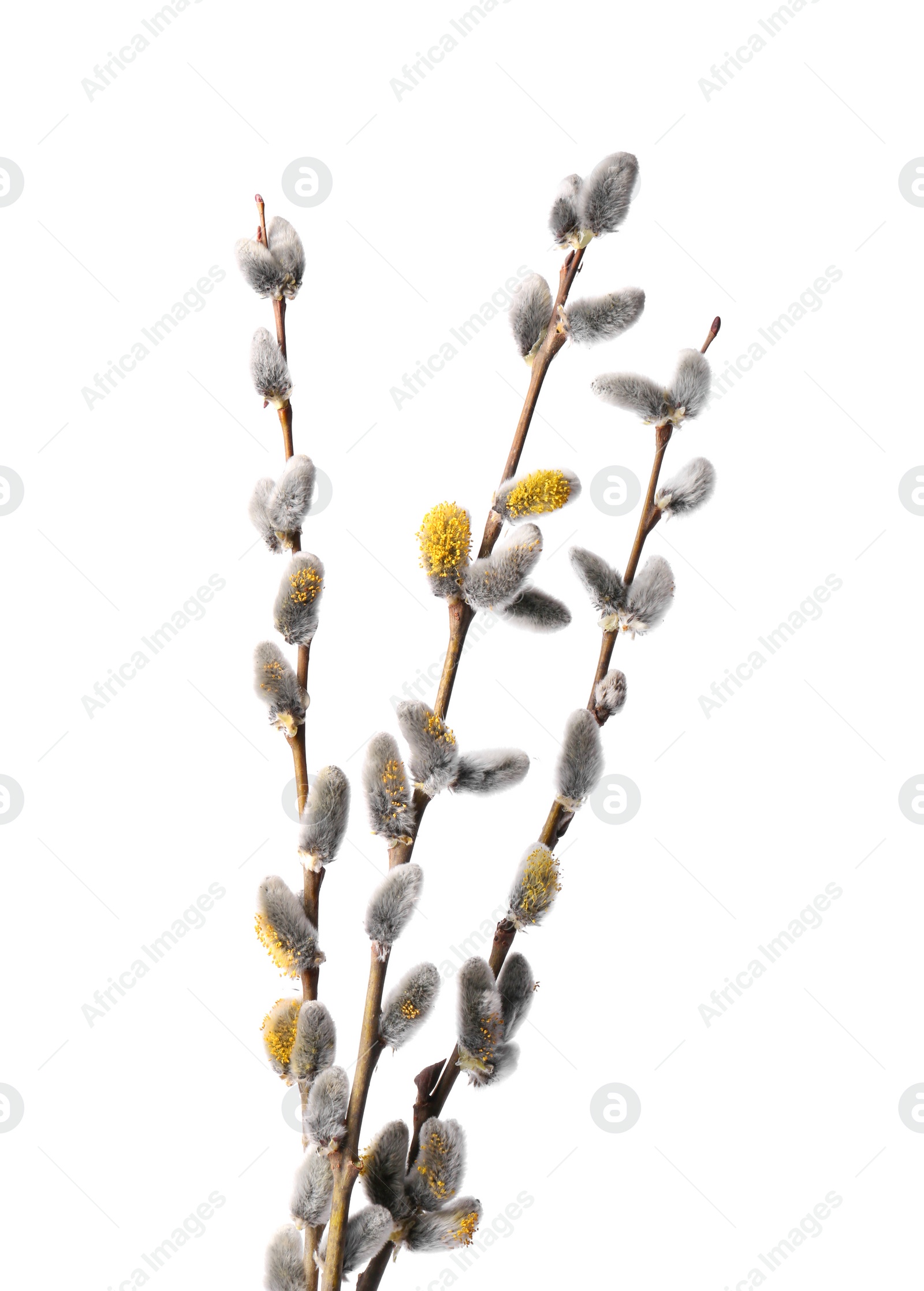 Photo of Beautiful blooming willow branches isolated on white