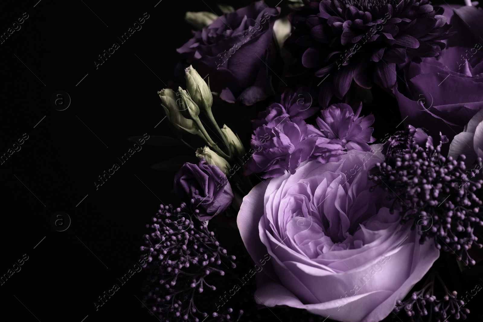 Image of Bouquet with violet flowers on black background, closeup. Funeral attributes