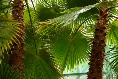 Photo of Beautiful palm trees with green leaves outdoors