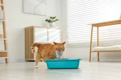 Photo of Cute ginger cat in litter box at home