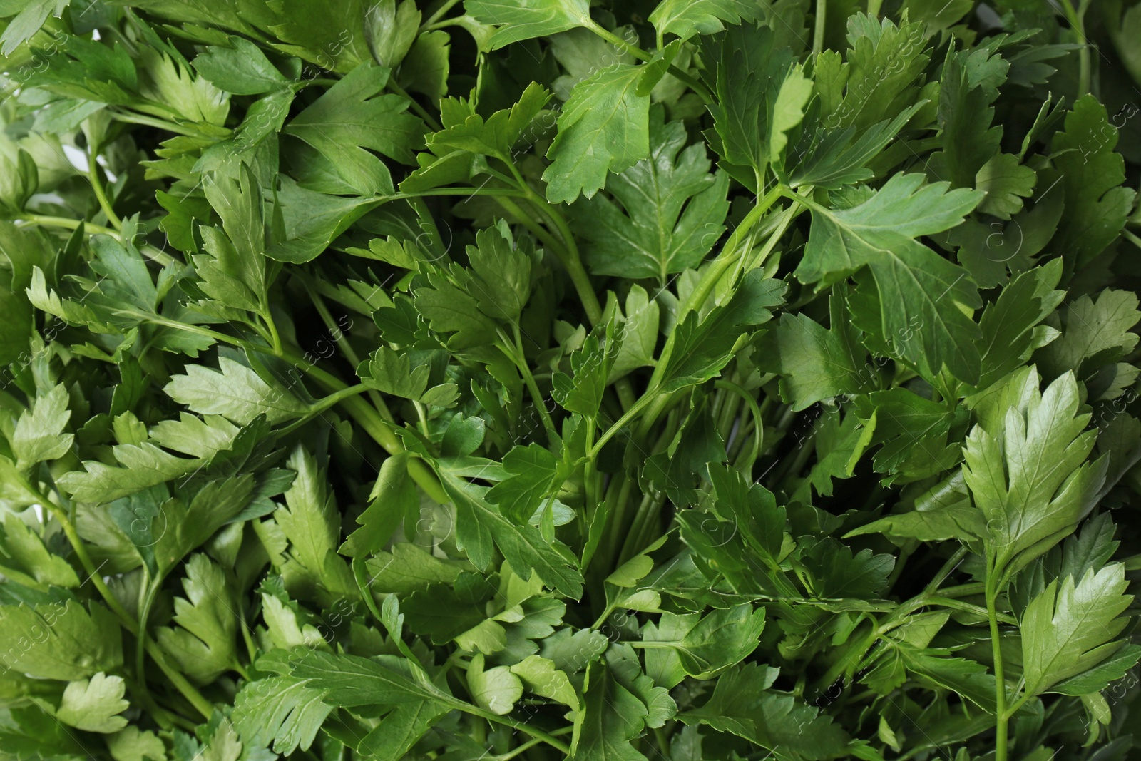 Photo of Fresh green organic parsley as background, closeup