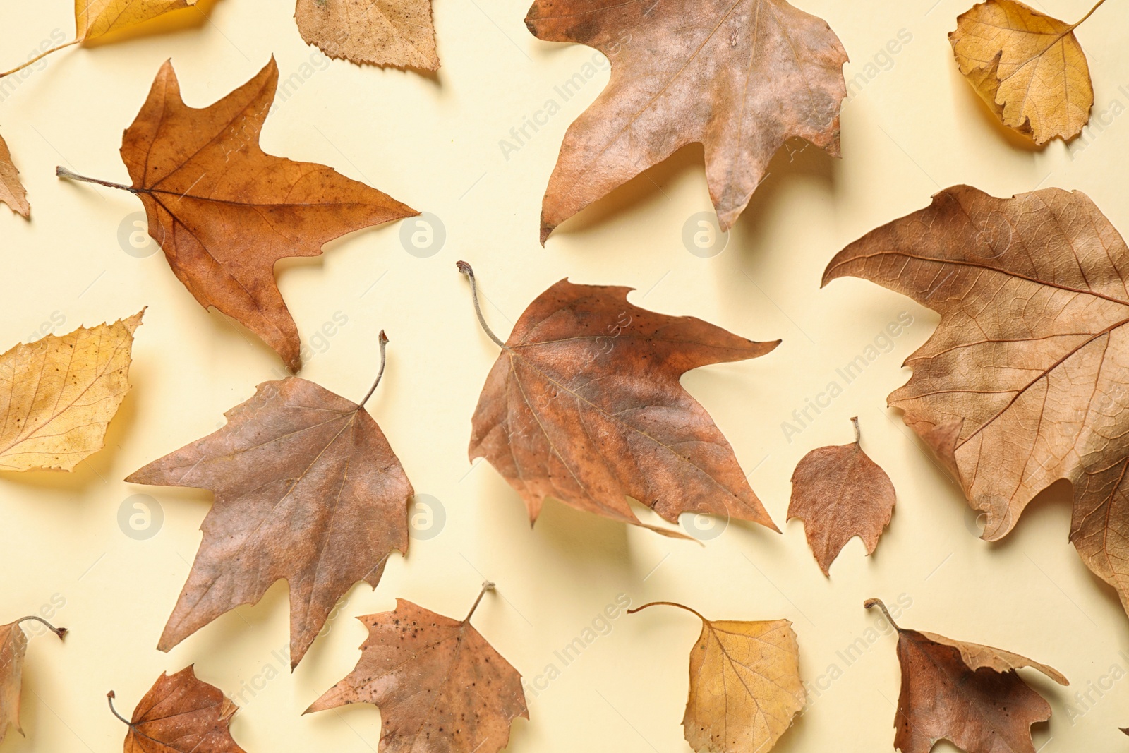 Photo of Beautiful composition with autumn leaves on beige background, flat lay