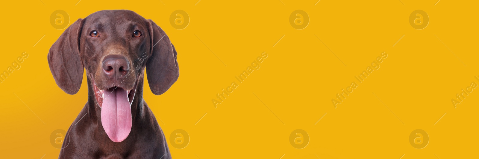 Image of Happy pet. Cute German Shorthaired Pointer dog smiling on yellow background, space for text. Banner design