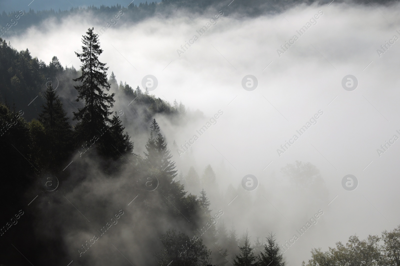 Photo of Picturesque view of foggy forest. Beautiful mountain landscape