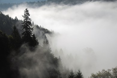 Photo of Picturesque view of foggy forest. Beautiful mountain landscape