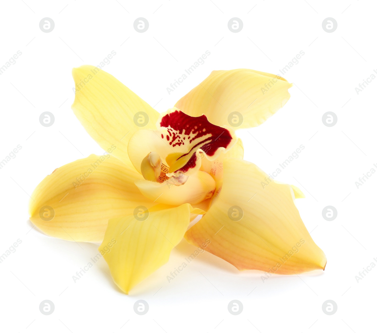 Photo of Beautiful tropical orchid flower on white background