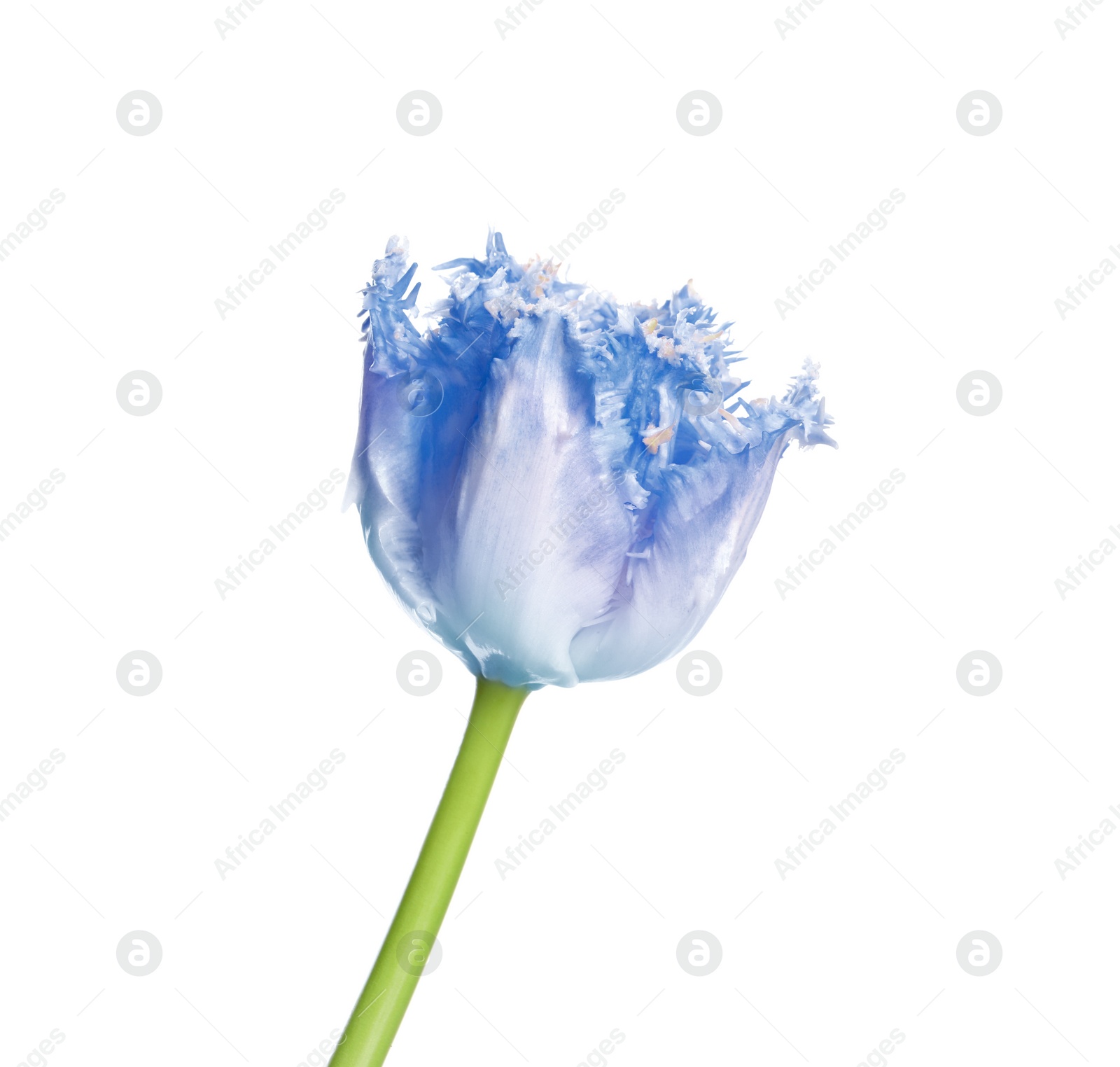 Image of Beautiful blue tulip isolated on white. Bright flower