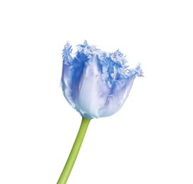 Image of Beautiful blue tulip isolated on white. Bright flower