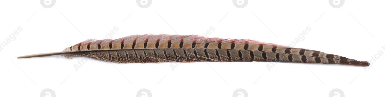 Photo of Beautiful brown bird feather isolated on white, top view