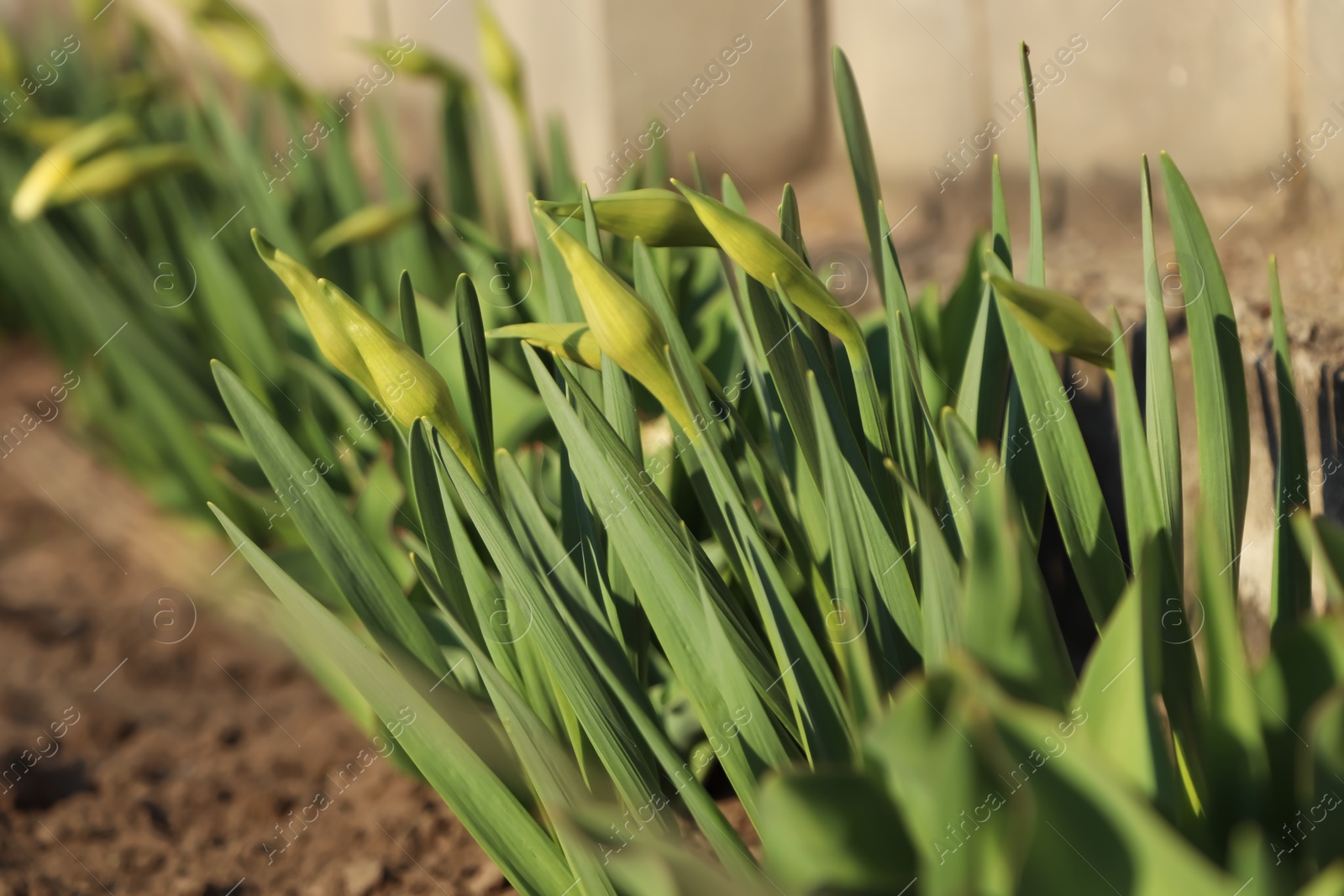 Photo of Daffodil plants growing in garden on sunny day, closeup