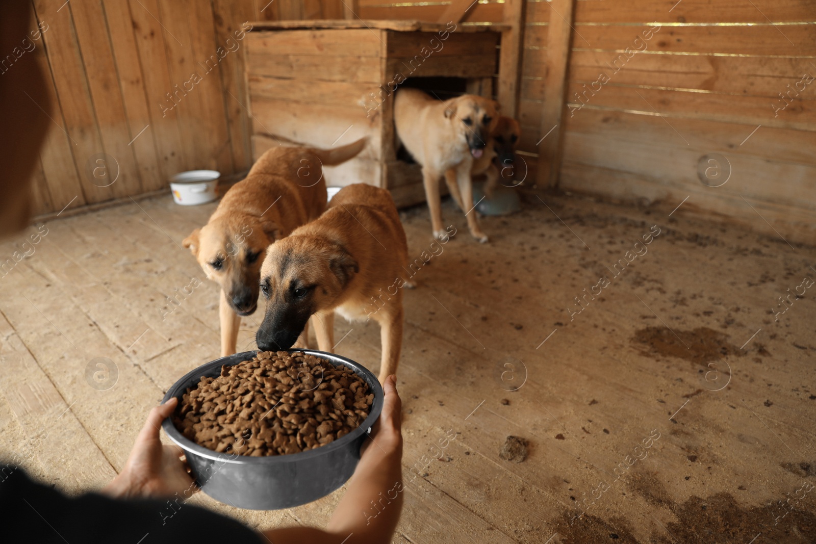 Photo of Woman feeding homeless dogs in animal shelter. Concept of volunteering