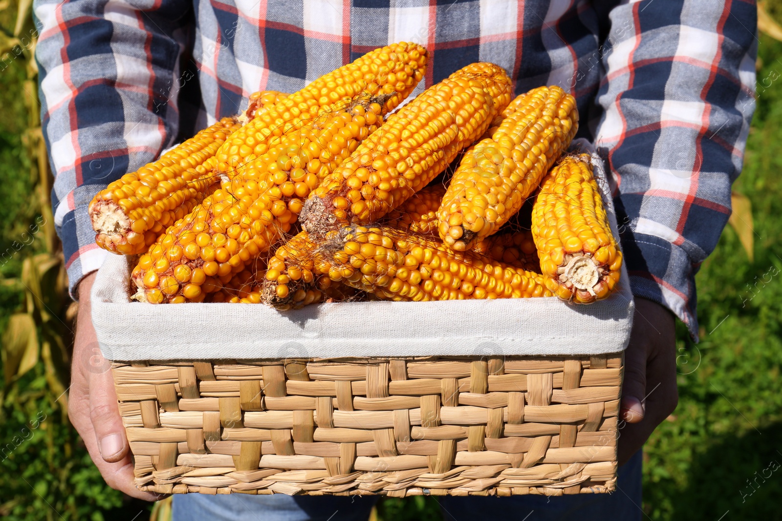 Photo of Man holding wicker basket with delicious ripe corn cobs outdoors, closeup