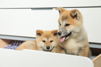Photo of Adorable Akita Inu puppies playing in commode at home, space for text
