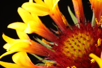 Photo of One beautiful flower against black background, macro