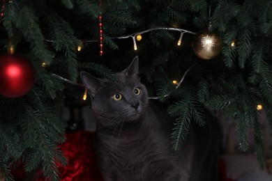 Photo of Cute cat under decorated Christmas tree indoors