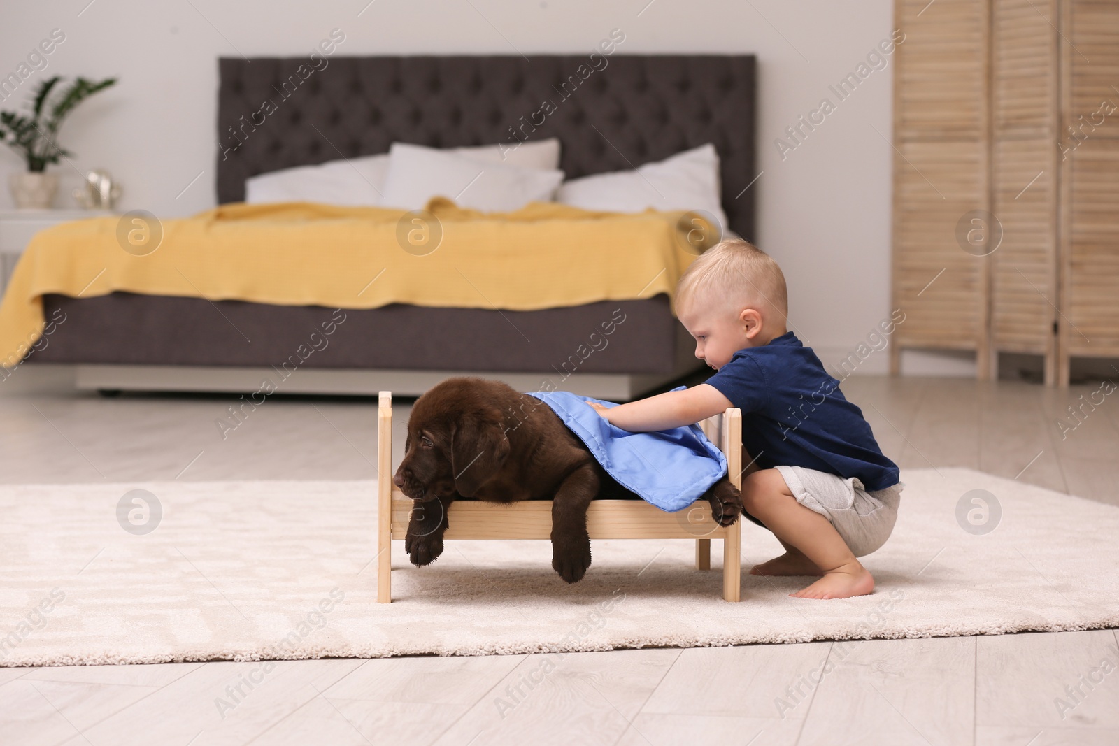 Photo of Little boy playing with adorable chocolate labrador retriever at home