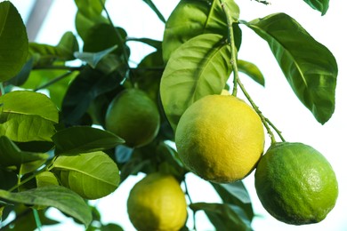 Photo of Unripe lemons growing on tree outdoors, closeup