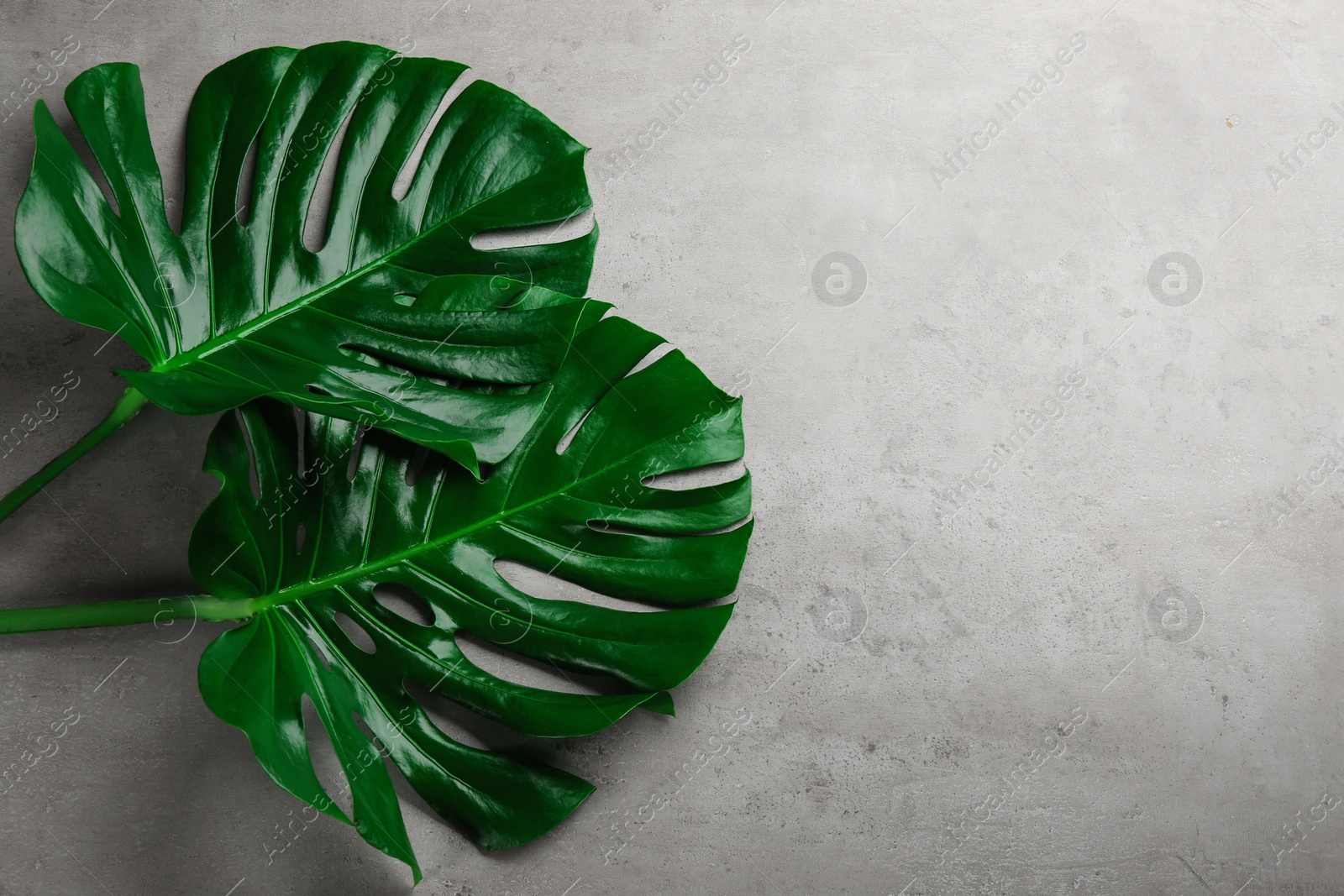 Photo of Beautiful monstera leaves on light grey background, flat lay with space for text. Tropical plant