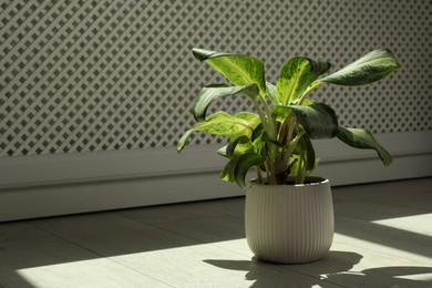 Photo of Beautiful green houseplant casting shadow on wooden floor indoors. Space for text