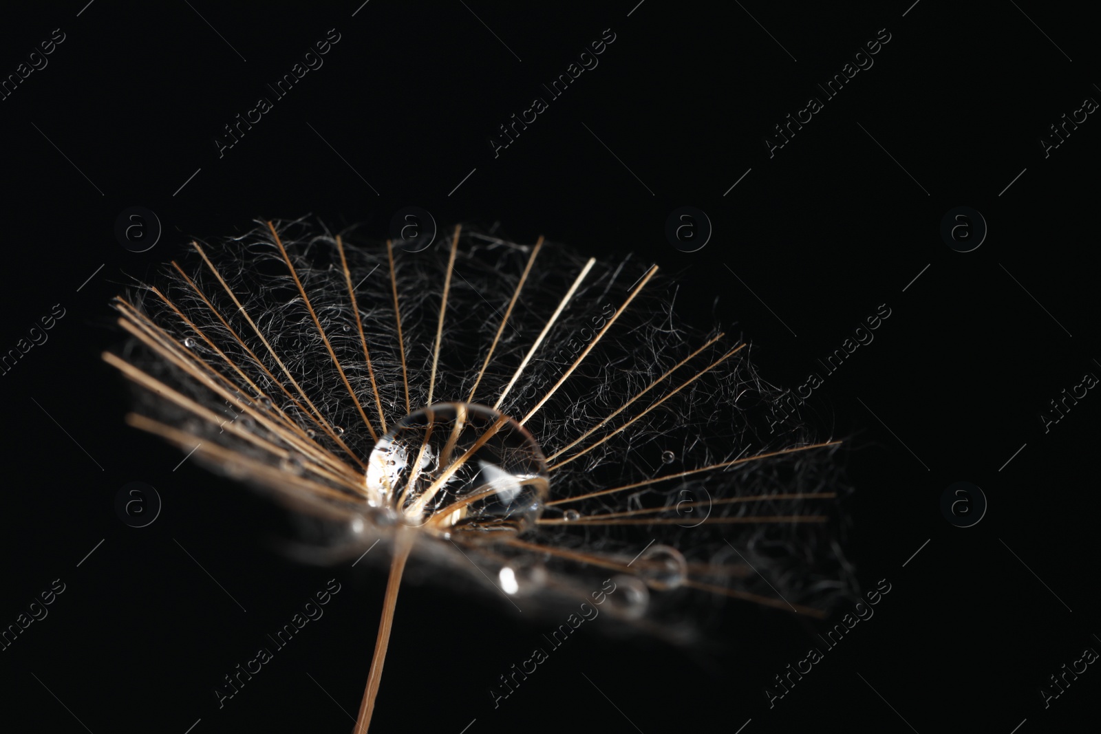 Photo of Seed of dandelion flower with water drops on black background, closeup