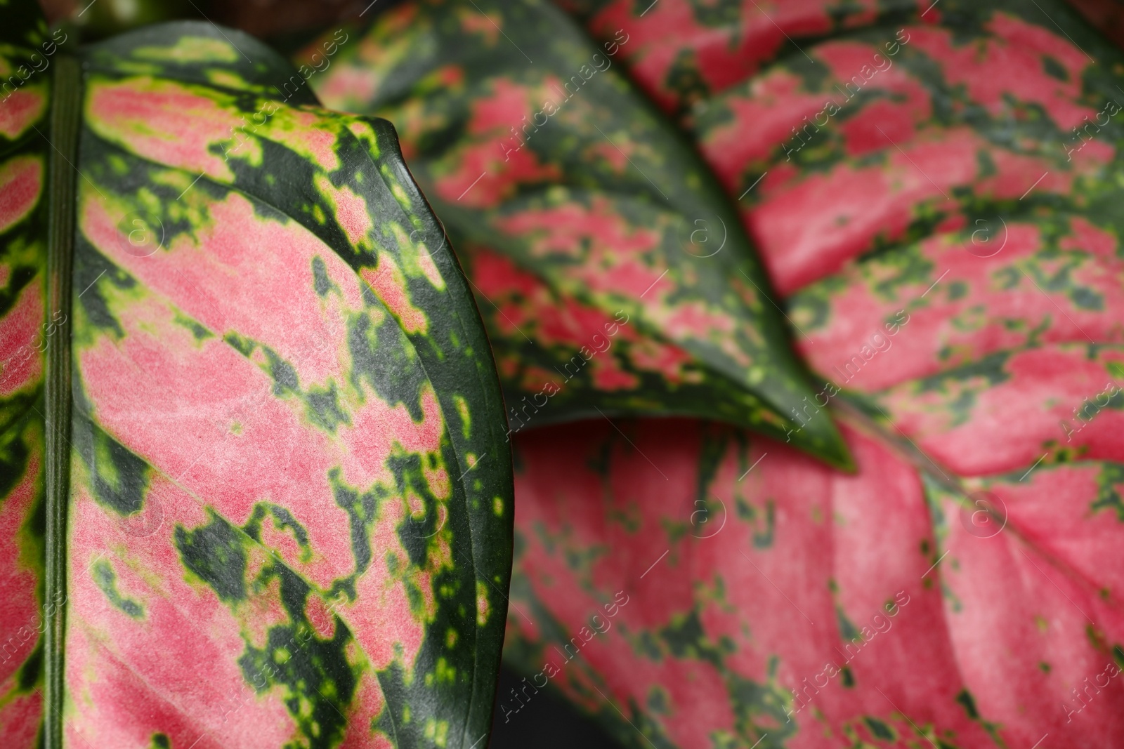 Photo of Aglaonema with beautiful leaves as background, closeup. Tropical plant