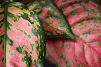 Photo of Aglaonema with beautiful leaves as background, closeup. Tropical plant