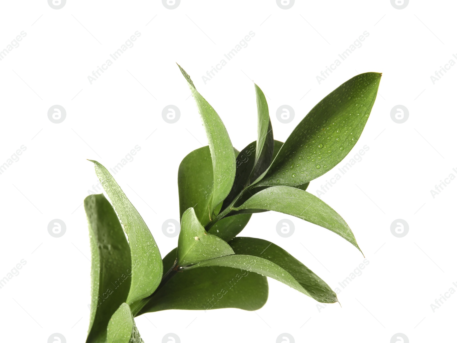 Photo of Branch with fresh green Ruscus leaves on white background