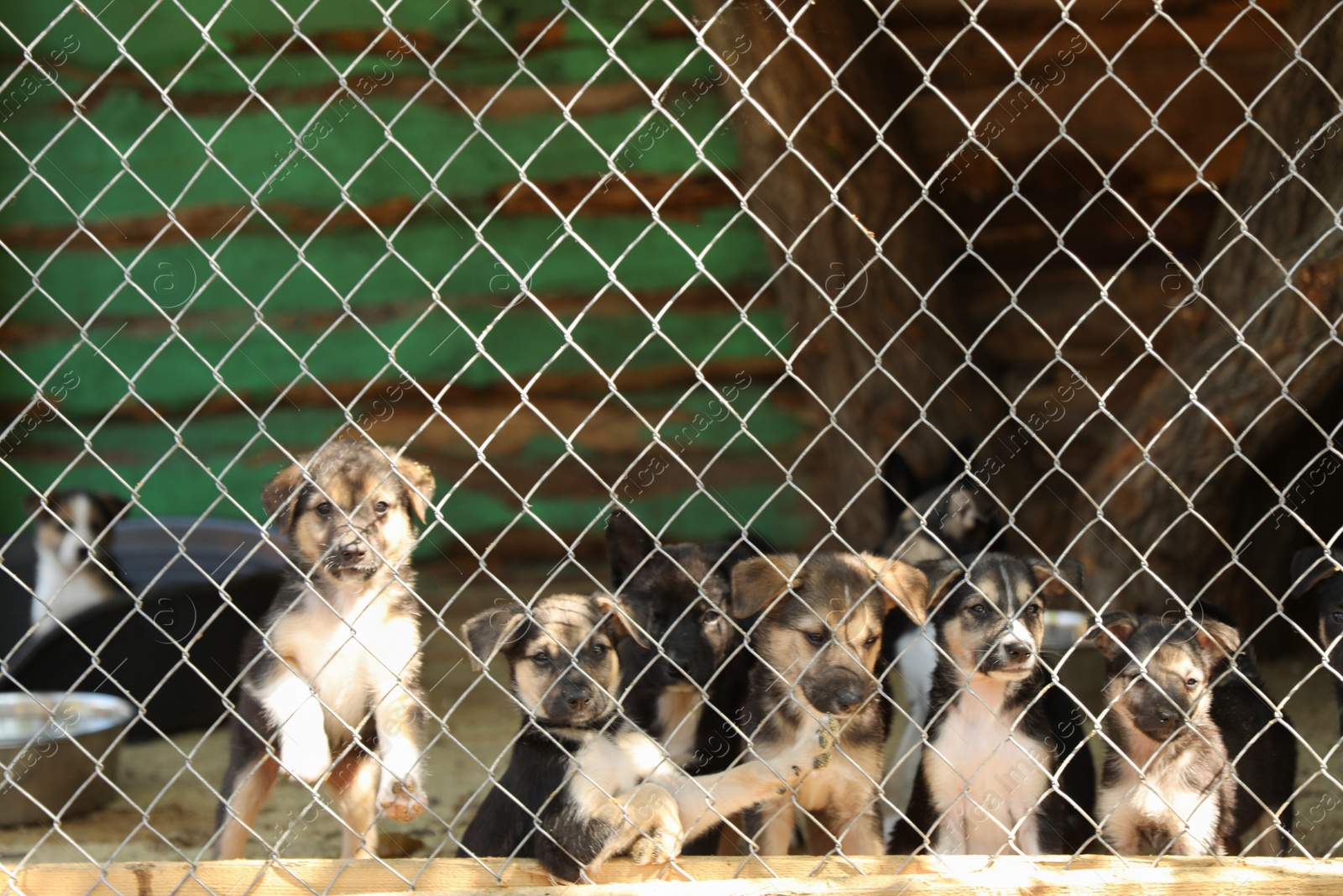 Photo of Cage with homeless dogs in animal shelter, space for text. Concept of volunteering