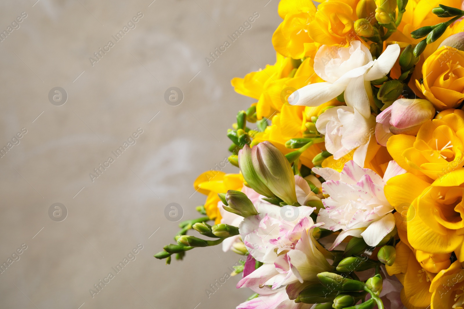 Photo of Beautiful blooming freesias against grey background, closeup. Space for text