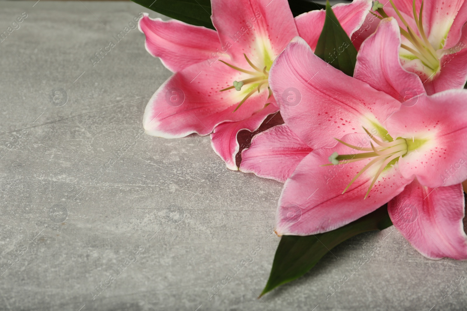 Photo of Beautiful pink lily flowers on grey background, closeup. Space for text