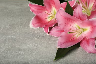 Beautiful pink lily flowers on grey background, closeup. Space for text