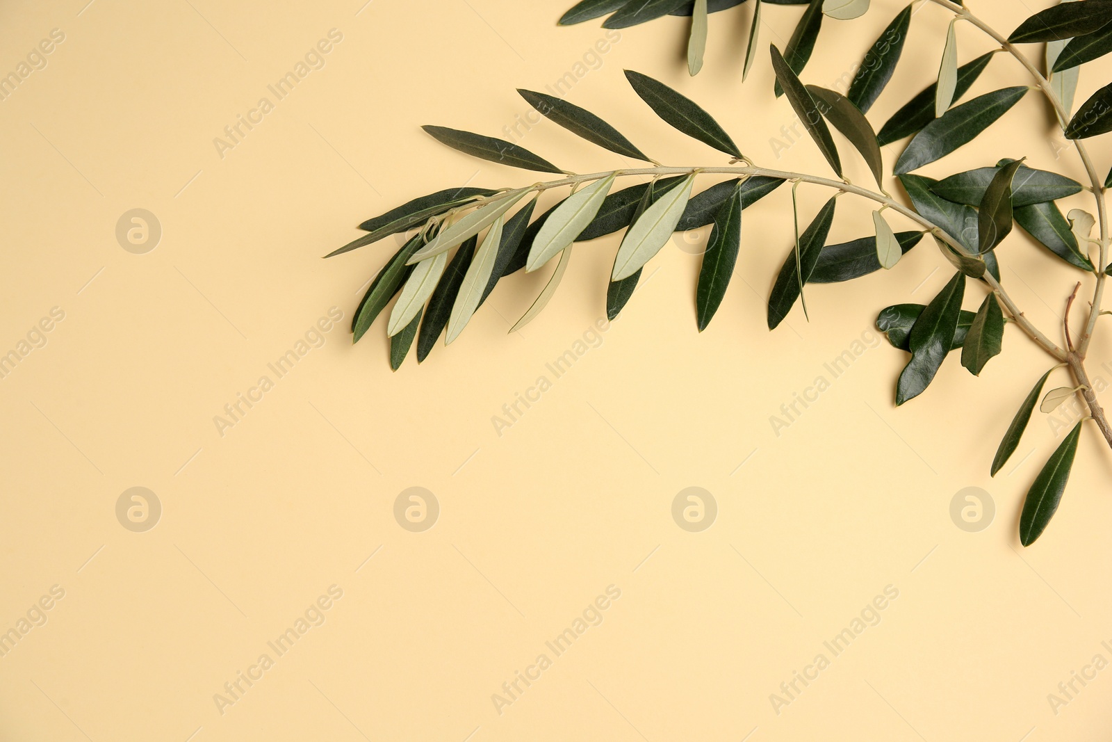 Photo of Twig with fresh green olive leaves on beige background, top view. Space for text