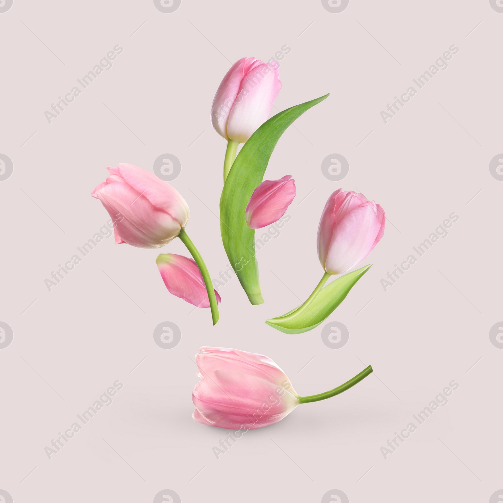 Image of Beautiful pink tulips flying on light background