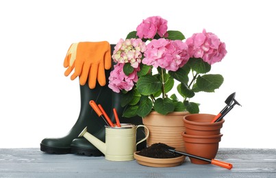 Photo of Beautiful blooming plant, garden tools and accessories on grey wooden table against white background