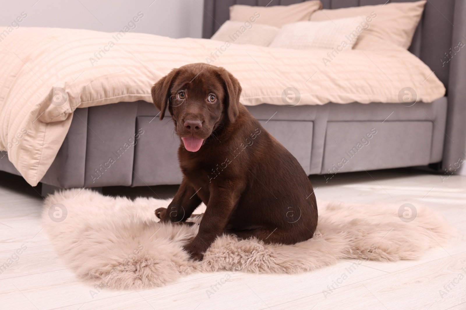 Photo of Cute chocolate Labrador Retriever puppy on fluffy rug in bedroom. Lovely pet