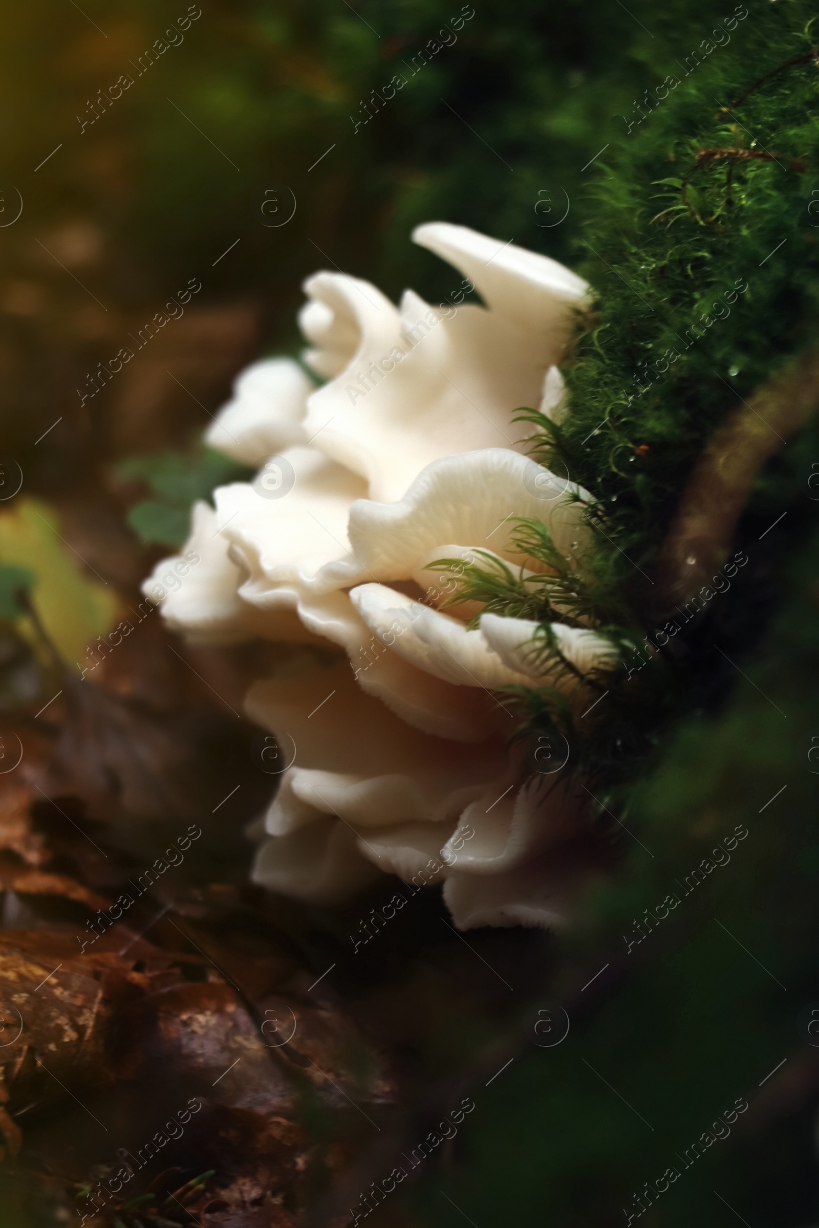 Photo of Wild oyster mushrooms and green vegetation in forest