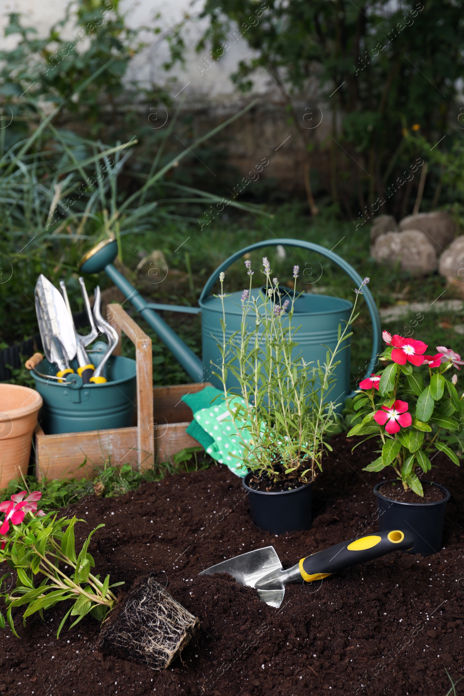 Photo of Different seedlings and gardening tool on soil outdoors