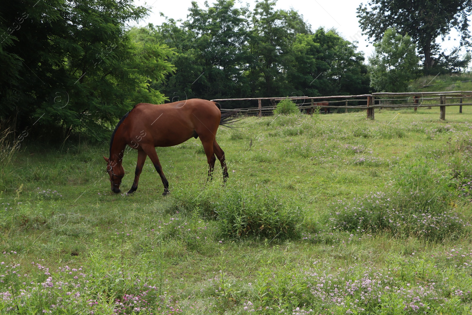 Photo of Beautiful horse grazing on green grass in paddock outdoors