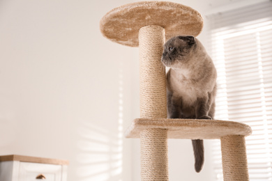 Cute Scottish fold on cat tree at home. Fluffy pet