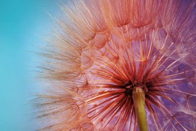 Image of Beautiful fluffy dandelion flower, closeup. Color tone