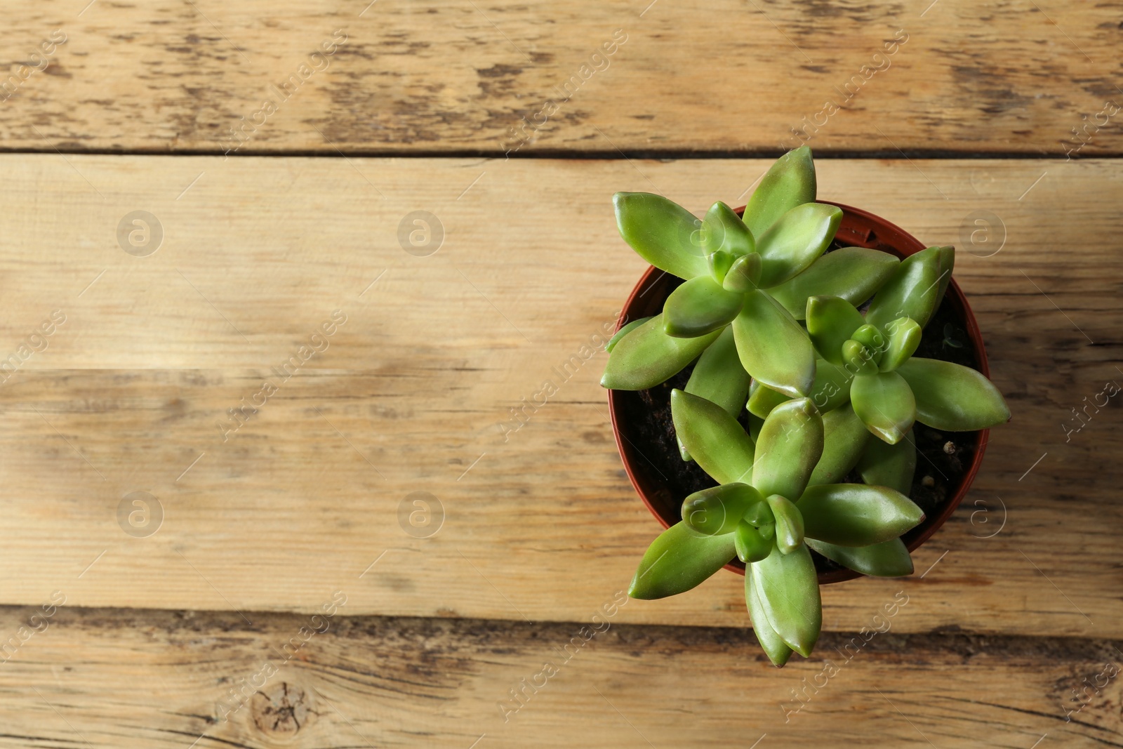 Photo of Beautiful echeverias in pot on wooden background, top view with space for text. Succulent plants
